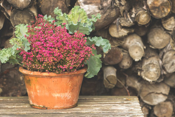 A pot of heather and kale in front of a rustic stack of firewood