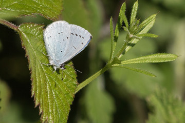 Holly Blue (Celastrina argiolus)