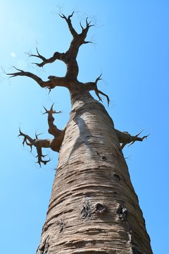 Baobab