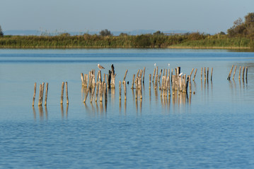 Beautiful landscape in south of France, lake with birds in evening light before sunset
