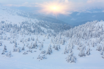 Fototapeta na wymiar trees covered by snow on mountain hill.