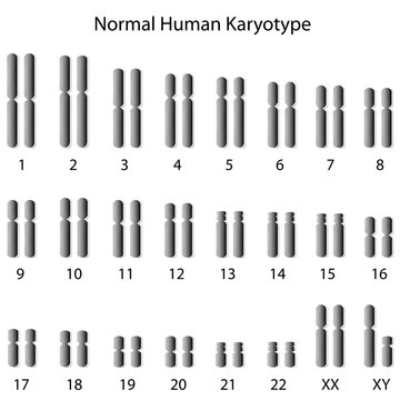 Normal human karyotype