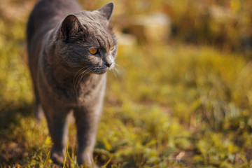Naklejka na ściany i meble Grey cat with yellow eyes standing on the autumn grass.