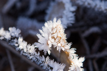 Morgenfrost