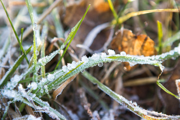 Fototapeta premium Morgenfrost