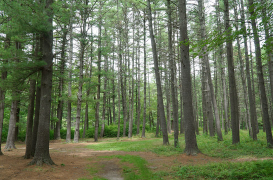 Fototapeta green forest and tree trunks in summer