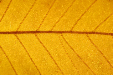 close up on autumn yellow leaf texture
