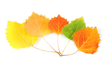 colorful autumn leaves isolated on white background