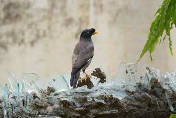 Indian Myna