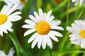 Obraz premium Chamomile among flowers