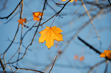 autumn yellow maple leaves on the tree against blue sky