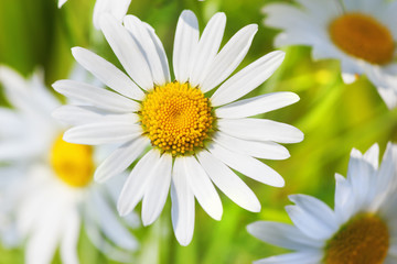 Fototapeta premium Chamomile among flowers