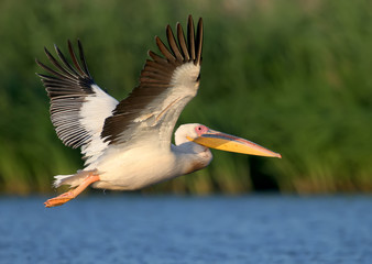 White pelican flight toward sunrise and watch photographer.