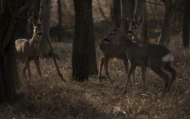Caprioli nel Bosco