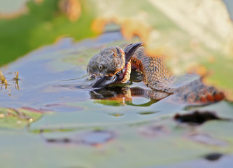 The dice snake (Natrix tessellata) caught and eat a fish