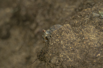 Crab Anomura