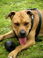 Spielender Listenhund