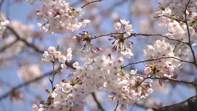 Cherry Blossom with bruches close shot at Shakujii river