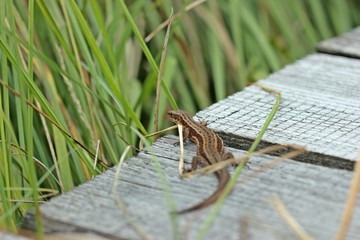 Waldeidechse (Zootoca vivipara) auf Holzbohlenweg 
