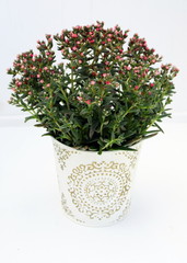 succulente en floraison,isolé