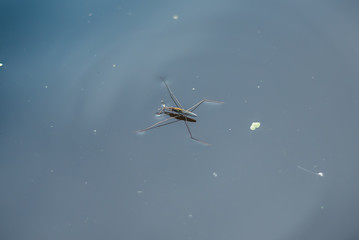 Background texture, water with insect.Common Pond Skater