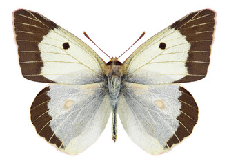 Fototapeta na wymiar Butterfly Colias chlorocoma (male) on a white background