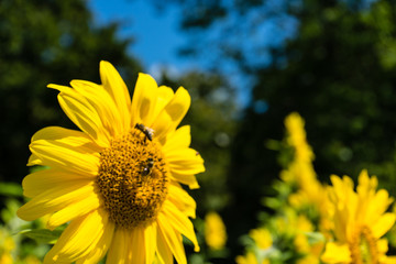 Sunflower and Bee with green tree and blue sky