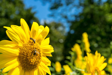 Sunflower and Bee with green tree and blue sky
