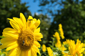 Sunflower and Bee with green tree and blue sky