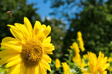 Sunflower and Bee with green tree and blue sky