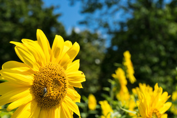 Sunflower and Bee with green tree and blue sky