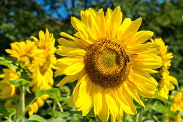 Obraz premium Sunflower and Bee with green tree and blue sky