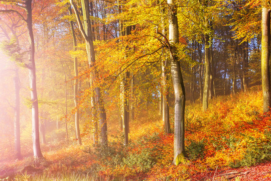 Sonniger Wald im Herbst