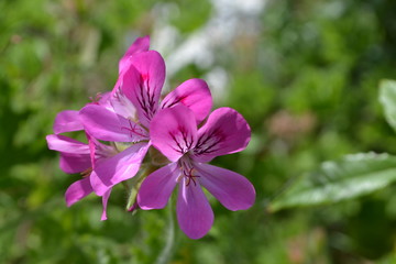 Fototapeta premium fleurs
