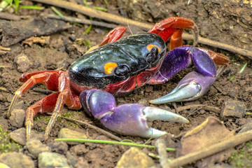Crab