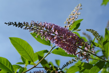 fleurs