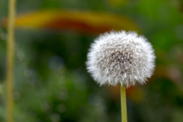 seeds of a dandelion on a green background