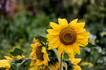 Sunflower flower
