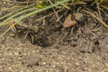 Crab Uca
