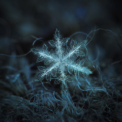Real snowflake macro photo: large stellar dendrite snow crystal with complex shape, fine hexagonal...
