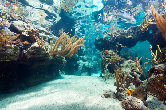 Fototapeta Beautiful coral reef in sea, Mexico
