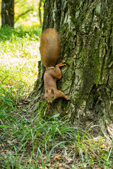 Wild red-haired squirrel on the bark of a tree in the forest.