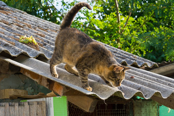 Naklejka premium Tabby calm cat on the shiver roof 