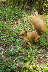 Naklejka na ściany i meble Wild red-haired squirrel on the ground in the grass near a tree in the forest.