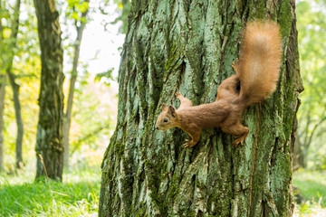 Wild red-haired squirrel on a tree in the forest. Space for text.