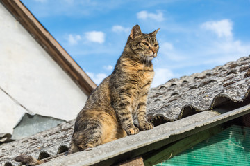Naklejka premium Tabby calm cat sitting on the shiver roof 
