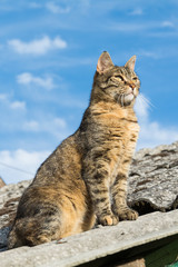 Naklejka premium Tabby calm cat sitting on the shiver roof 