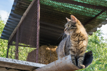 Naklejka premium Tabby calm cat resting on the shiver roof 
