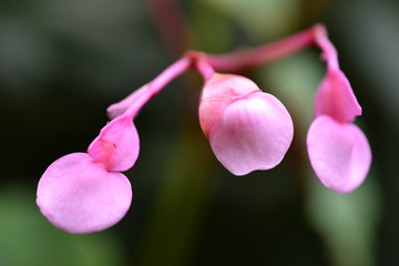 A WALK IN THE GARDEN 8-19-30