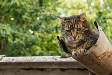Naklejka premium Tabby calm cat resting on the shiver roof 